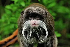 Saguinus: Emperor Tamarin - portrait