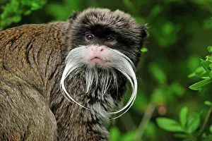 Saguinus: Emperor Tamarin - portrait