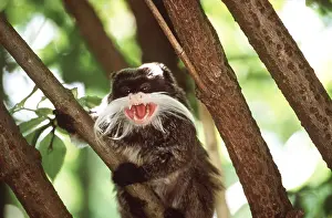 Beards: EMPEROR TAMARIN - in tree calling