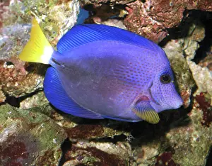 Tangs: Emperor tang