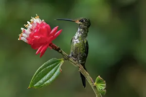 Empress: Empress Brilliant, female, hummingbird, Las Tangaras