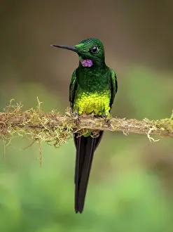 Shade: Empress Brilliant (Heliodoxa imperatrix), male, ecuador