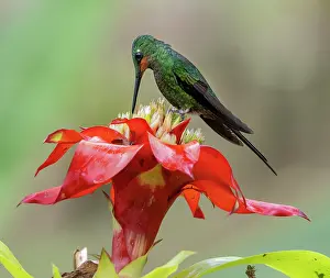 Nectar: Empress Brilliant (Heliodoxa imperatrix), young
