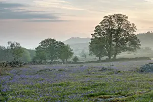 David Chapman: Emsworthy Mire - Bluebells - Dartmoor - Devon - UK