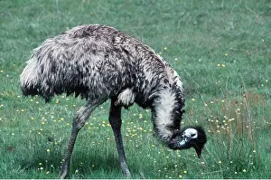 Emus: EMU