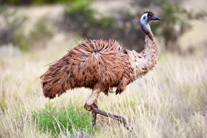 Emus: Emu - an adult emu stalking through grassland