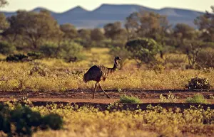 Dromaius: Emu in Australian Landscape