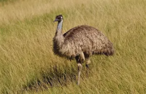 Dromaius: Emu in Australian Landscape