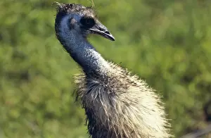 Dromaius: Emu in Australian Landscape