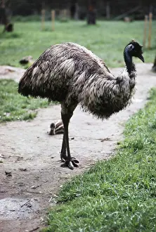 Dromaius: Emu with Chick