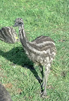 Emus: Emu Chick