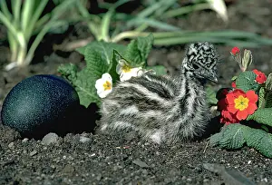 Emus: Emu Chick and Egg