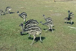 Emus: Emu Chicks