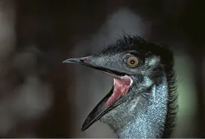 Emus: EMU - Close Up Of Head With Open Mouth