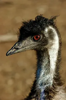 Emus: Emu - close-up of head