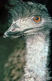 Emus: Emu - close-up of head