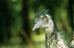 Emus: Emu - close-up of head