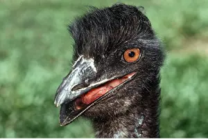 Emus: EMU - close-up of head and beak