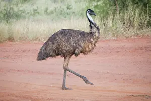Emu