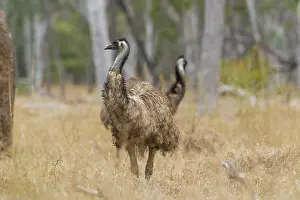 Dromaius: Emu