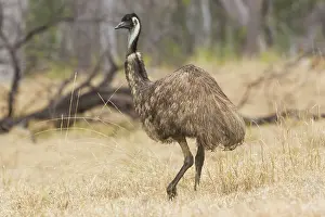 Dromaius: Emu
