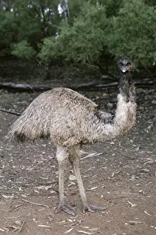 Struthioniformes: Emu (Dromaius novaehollandiae)