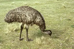 Struthioniformes: Emu (Dromaius novaehollandiae)