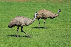 Dromaius: Emu (Dromaius novaehollandiae), adult couple searching