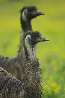 Ratite: Emu (Dromaius novaehollandiae), portrait, two, blur, captive