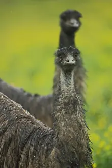 Ratite: Emu (Dromaius novaehollandiae), portrait, two, blur