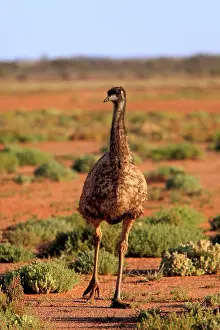 Emu (Dromaius novaehollandiae), Sturt National Park