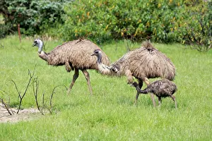 Dromaius: Emu (Dromaius novaehollandiae), adult couple with