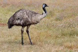 Dromaius: Emu (Dromaius novaehollandiae), adult, Kangaroo