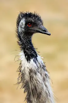 Dromaius: Emu (Dromaius novaehollandiae), adult, portrait
