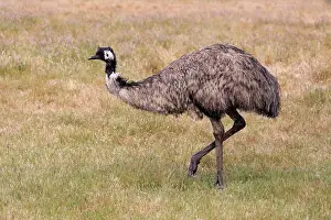 Ratite: Emu (Dromaius novaehollandiae), adult, running