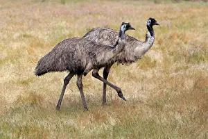 Ratite: Emu (Dromaius novaehollandiae), adult, running in