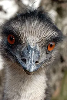 Emus: Emu