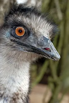 Emus: Emu