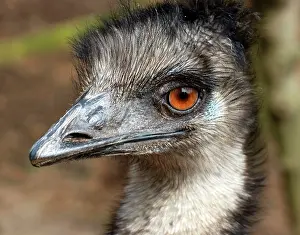 Emus: Emu