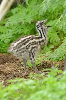 Shout: Emu (Dromaius novaehollandiae) Chick, Victoria