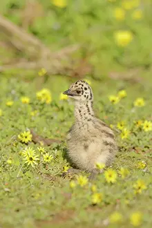 Struthioniformes: Emu (Dromaius novaehollandiae) Chick, Victoria