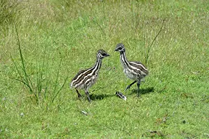 Struthioniformes: Emu (Dromaius novaehollandiae) chicks, Tasmania