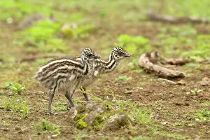 Struthioniformes: Emu (Dromaius novaehollandiae) Chicks, Victoria