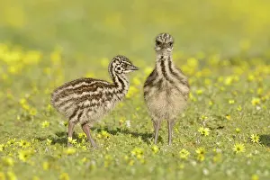 Struthioniformes: Emu (Dromaius novaehollandiae) Chicks, Victoria