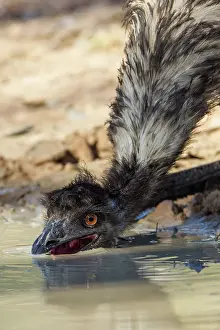 Dromaius: Emu