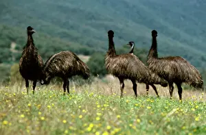 Dromaius: Emu (Dromaius novaehollandiae) group. Australia