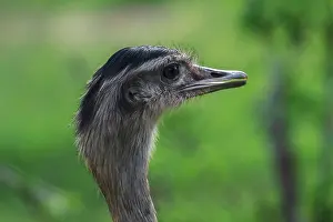 Dromaius: Emu