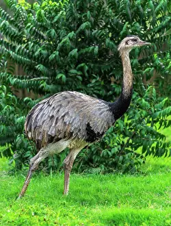 Struthioniformes: Emu