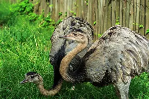 Emus: Emus