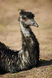 200722: Emu (Dromaius novaehollandiae), lying, portrait